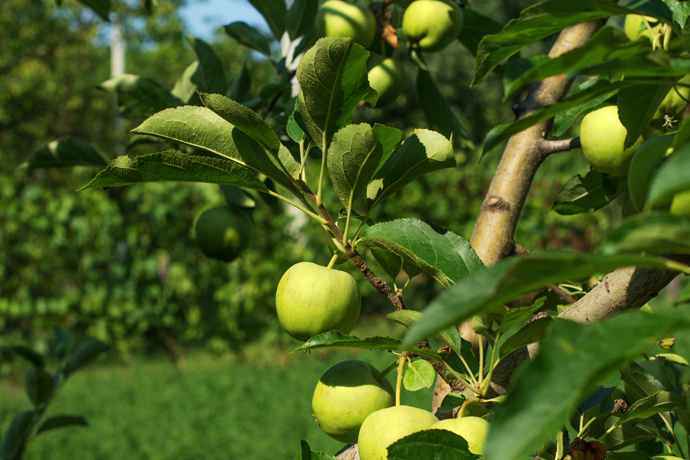 Manzanas: Granny Smith