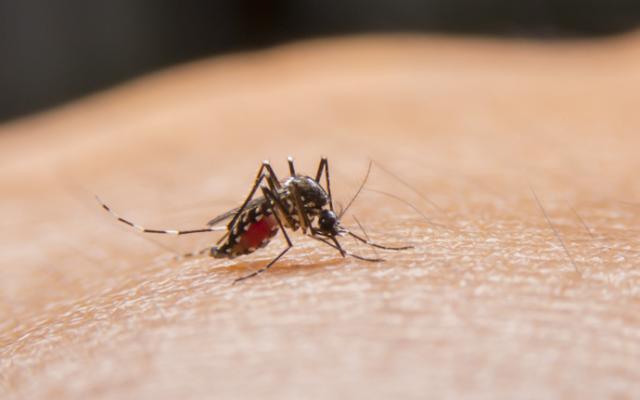 El mosquito Aedes está contagiando el virus del dengue. 